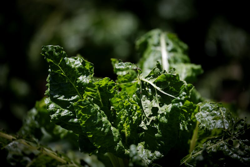 Garden salad fresh and crisp